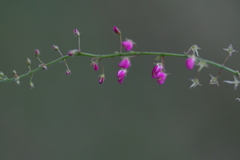 Pseudarthria viscida